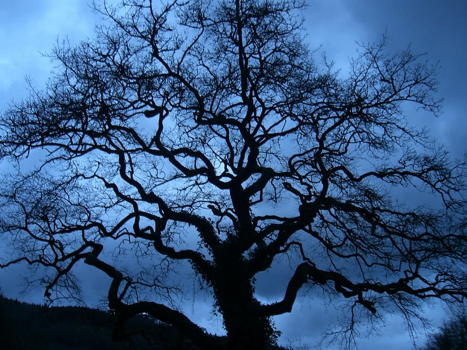 Tree, Nature, Natural, Dusk, blue, sky, silhouette, bare tree HD wallpaper