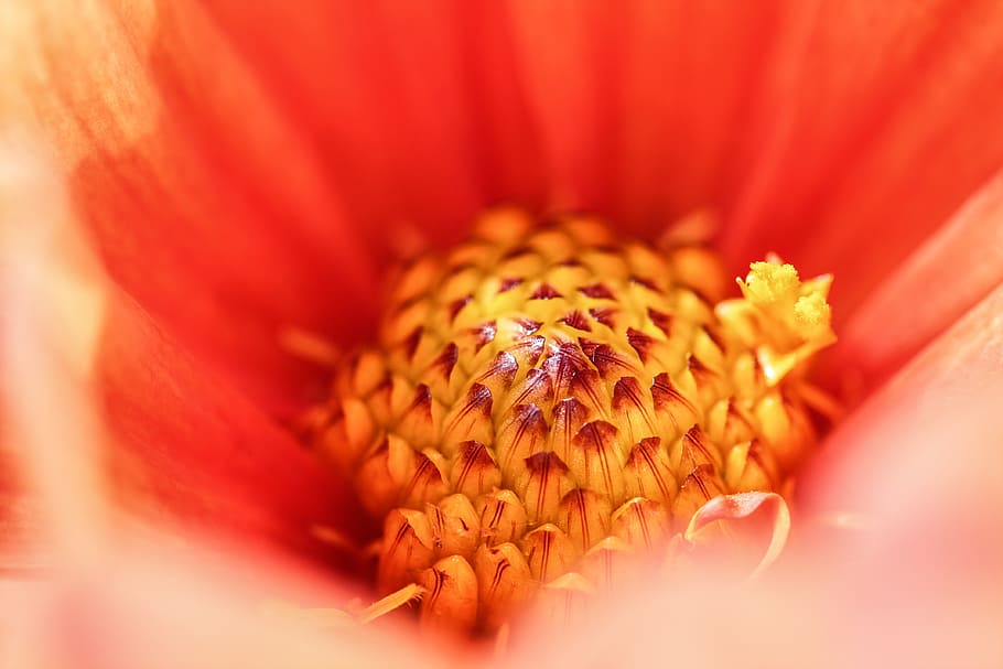 blossom, bloom, flower, red, macro, macro photography, close HD wallpaper