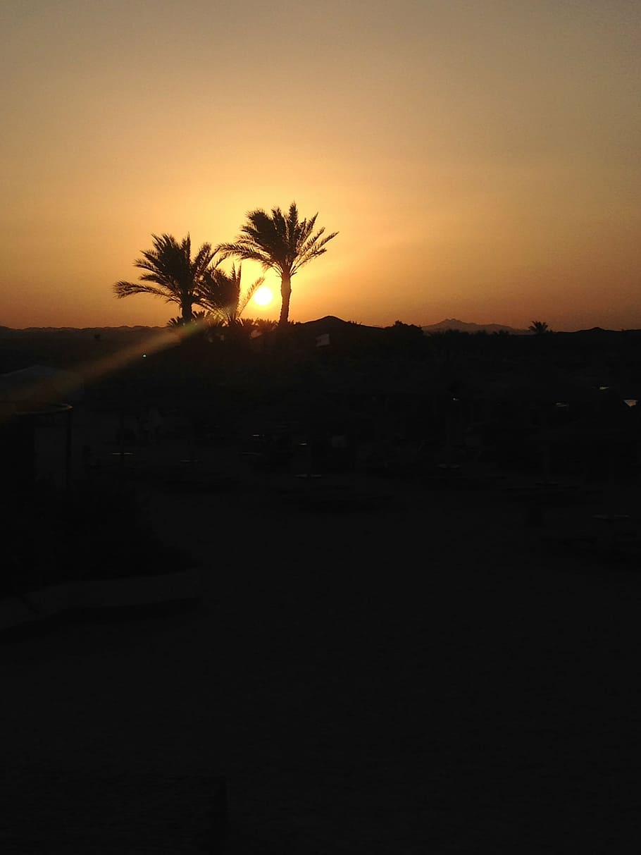 sunset, palms, egypt, atmosphere, sky, palm tree, silhouette HD wallpaper