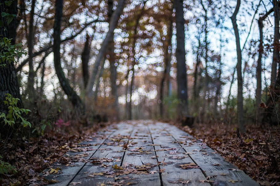 brown wooden pathway between trees during daytime, gray pathway between trees HD wallpaper