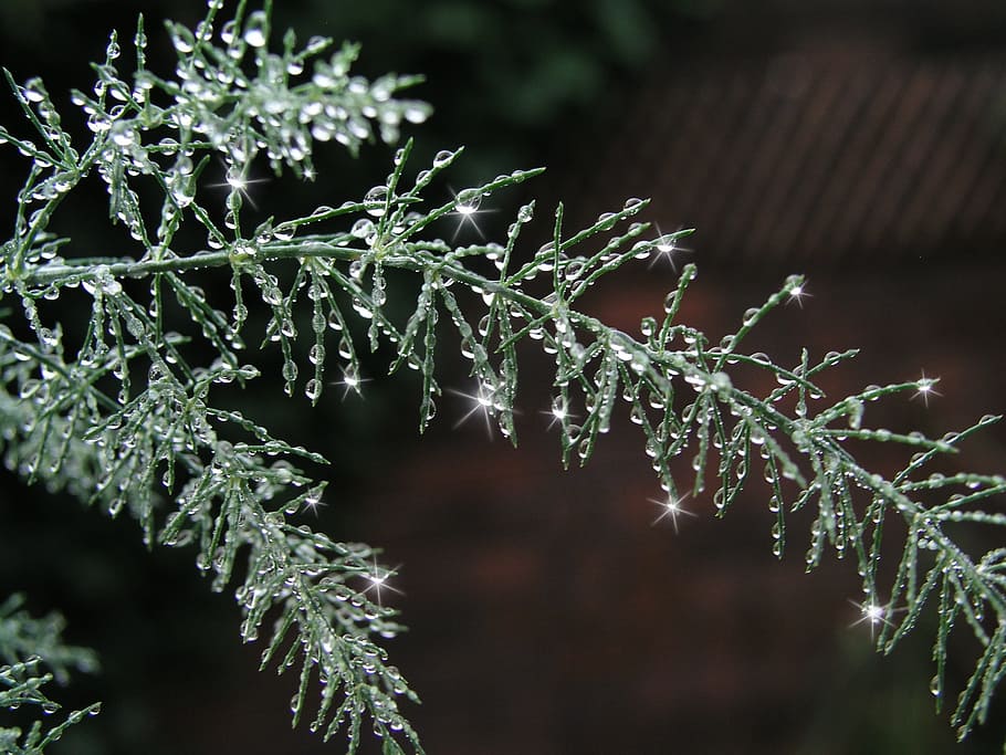 background, texture, water drops, rain, plant, growth, focus on foreground HD wallpaper