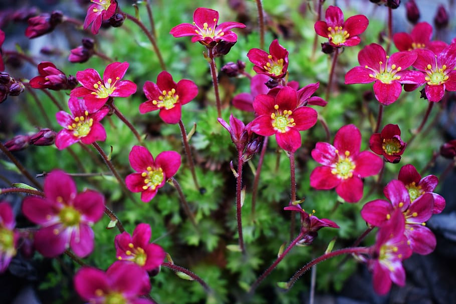 spring, flower, nature, plant, garden, skalnik, red flower HD wallpaper