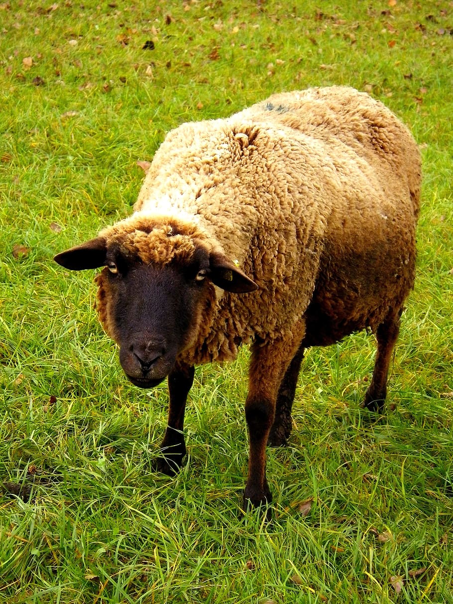 Sheep, Ungulate, Pasture, grass, animal themes, one animal HD wallpaper
