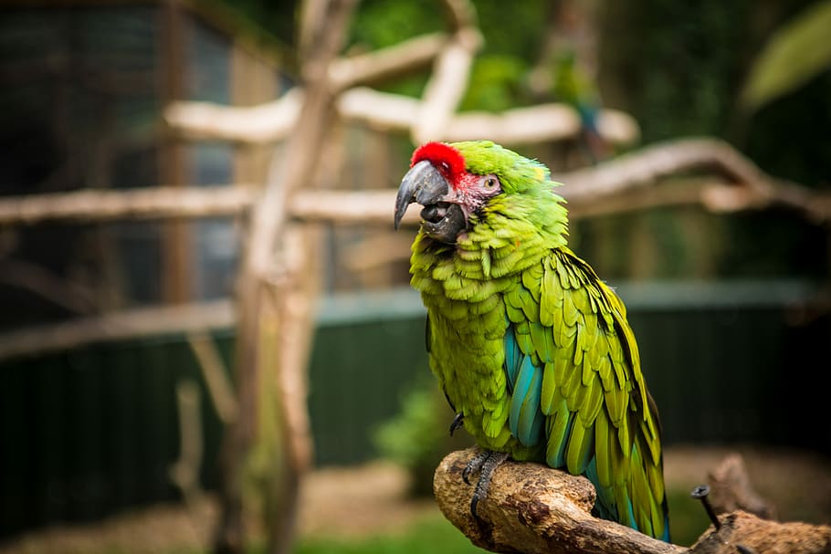focused photo of a green macaw, green bird in tilt shift photography HD wallpaper