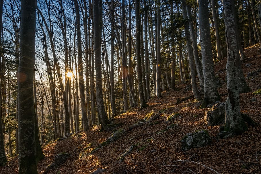 forest, sunset, abendstimmung, tree, autumn, lighting, nature HD wallpaper