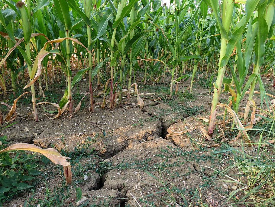 Drought, Corn, Field, Dry, Agriculture, summer, no people, nature HD wallpaper