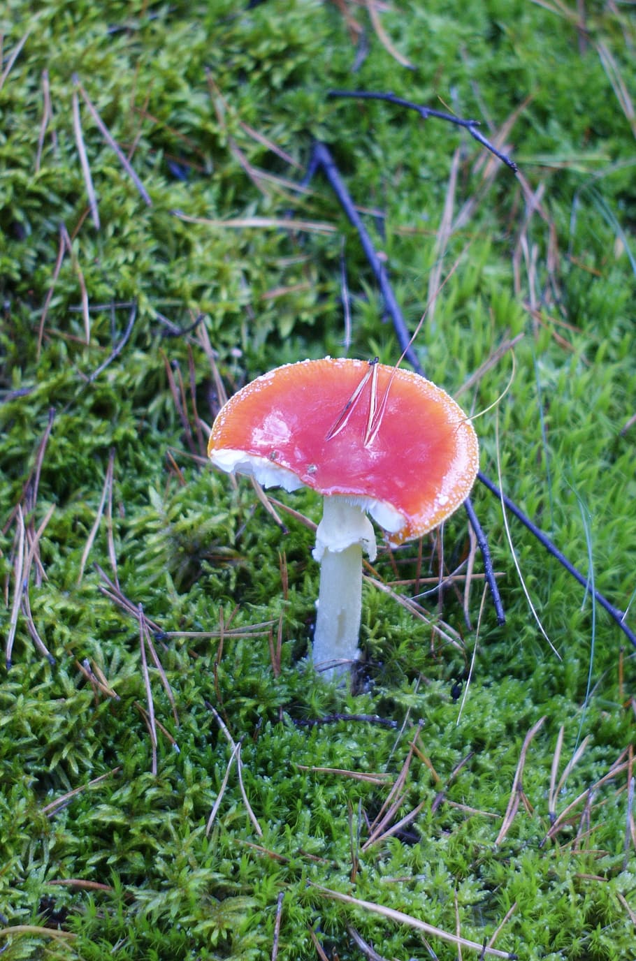 toadstool, mushrooms, forest, trees, green, environment, nature HD wallpaper