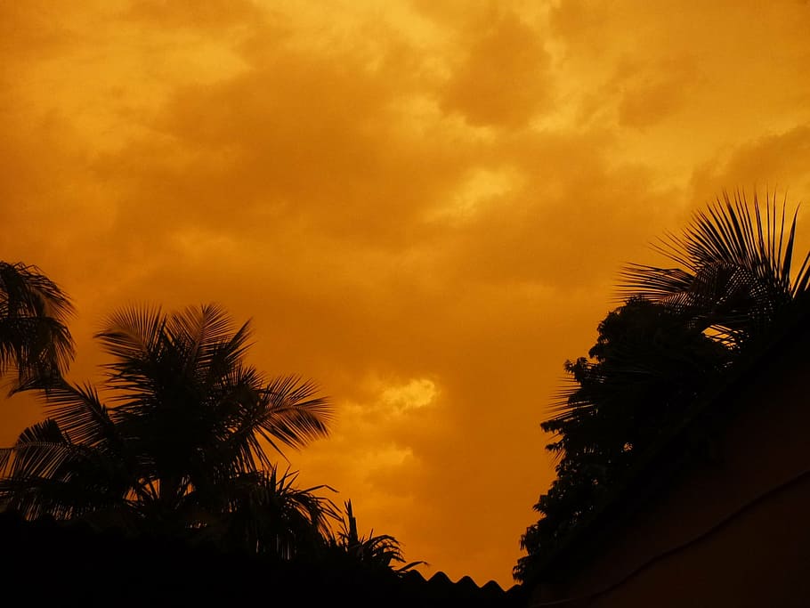 sunset, re sky, nature, palm Tree, tropical Climate, silhouette HD wallpaper