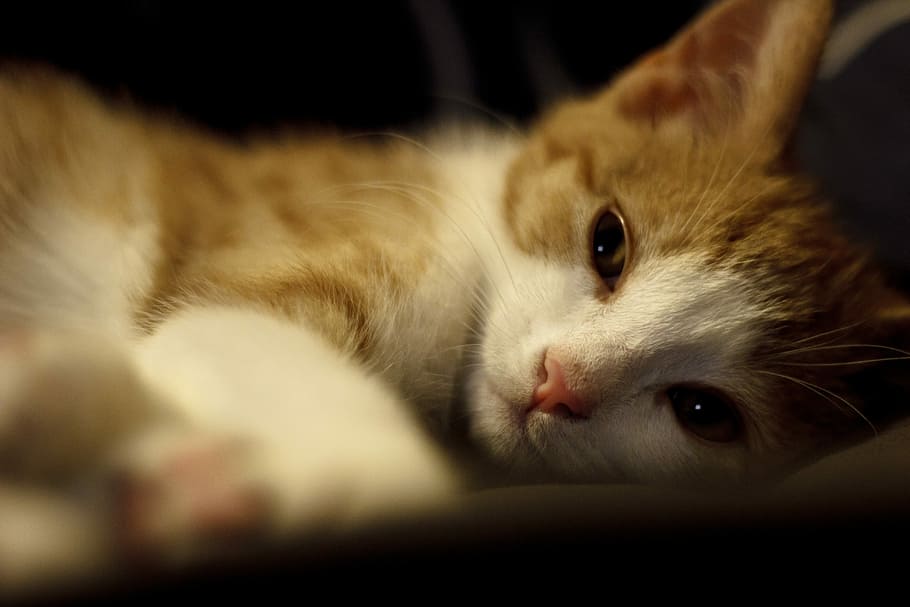 Cat, String, Cute, Animal, Pet, Kitty, feline, adorable, fluffy HD wallpaper