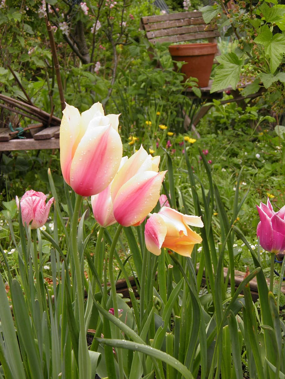 tulip, flower, spring, spring flower, garden, blossom, colorful HD wallpaper