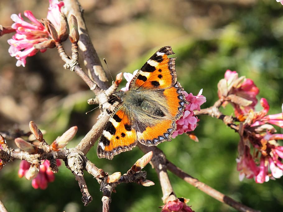 butterfly, animal, spring, insect, foxtail, nature, flower HD wallpaper