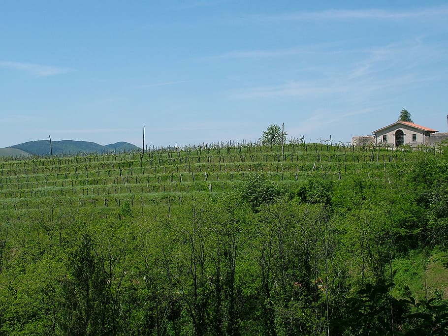 rural, vine, grape, plant, sky, growth, architecture, building exterior HD wallpaper