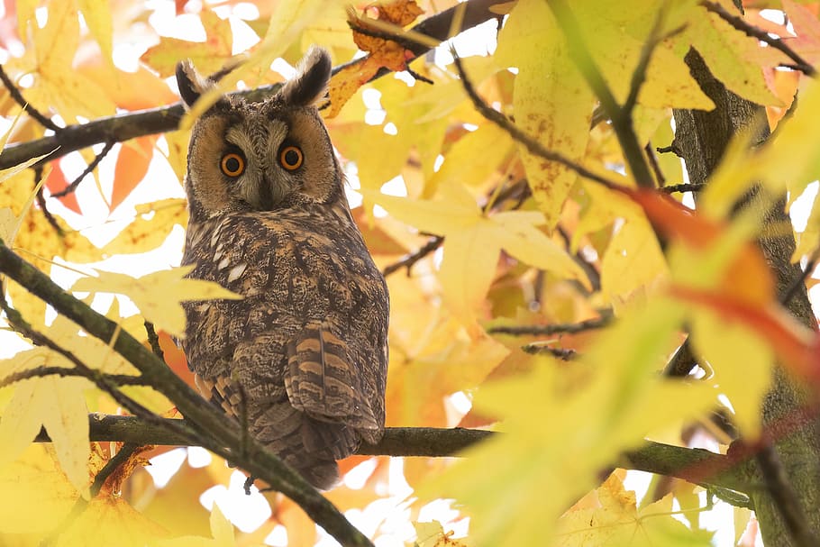 horned owl perching on tree, long eared owl, bird, wit woo HD wallpaper