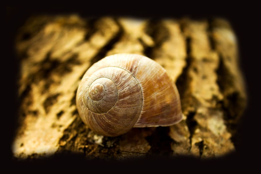shell, close up, insect, close-up, animal wildlife, no people HD wallpaper