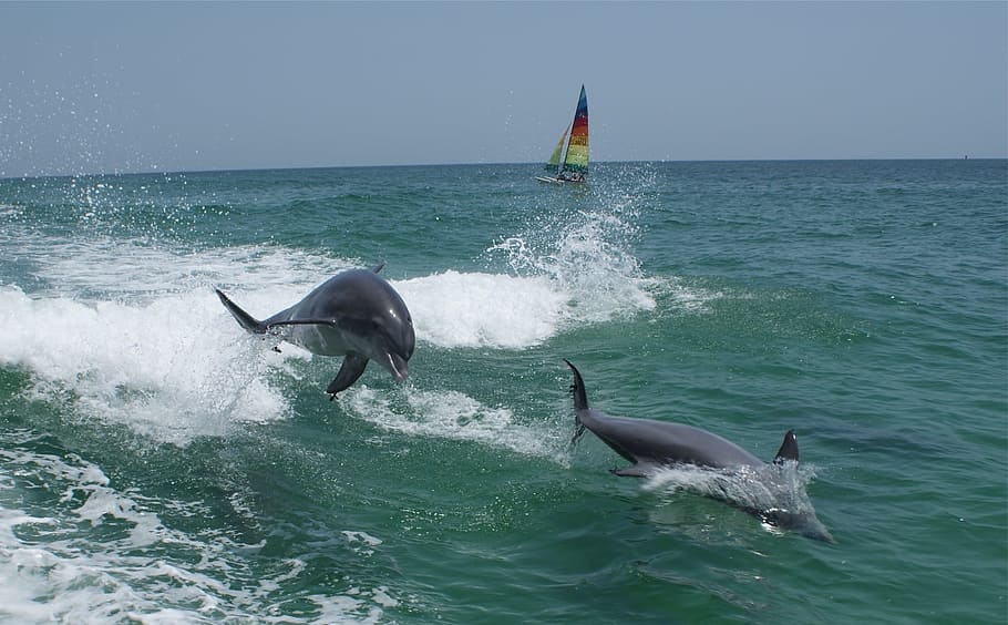 two gray dolphins diving on water at daytime, ocean, marine HD wallpaper