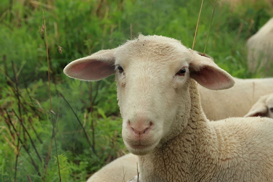 beige sheep on forest, lamb, meadow, schäfchen, wool, animals HD wallpaper