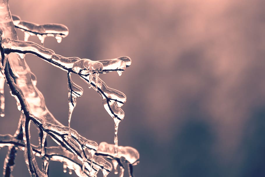 blur, branch, close-up, cold, dawn, depth of field, fall, frost HD wallpaper