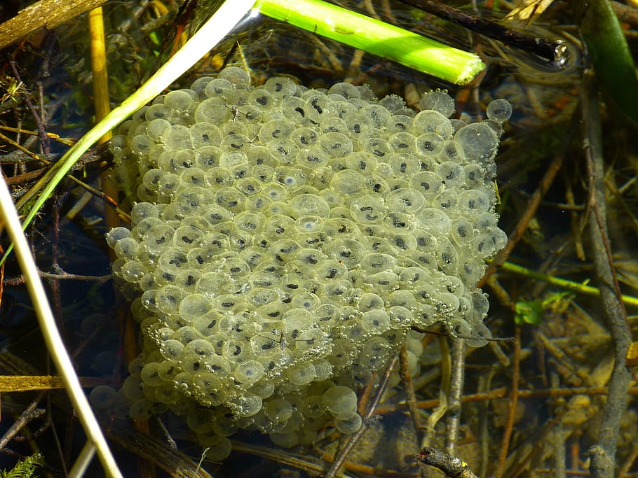 Frog Spawn, Egg, Water, Frog, drop, creature, nature, close-up HD wallpaper