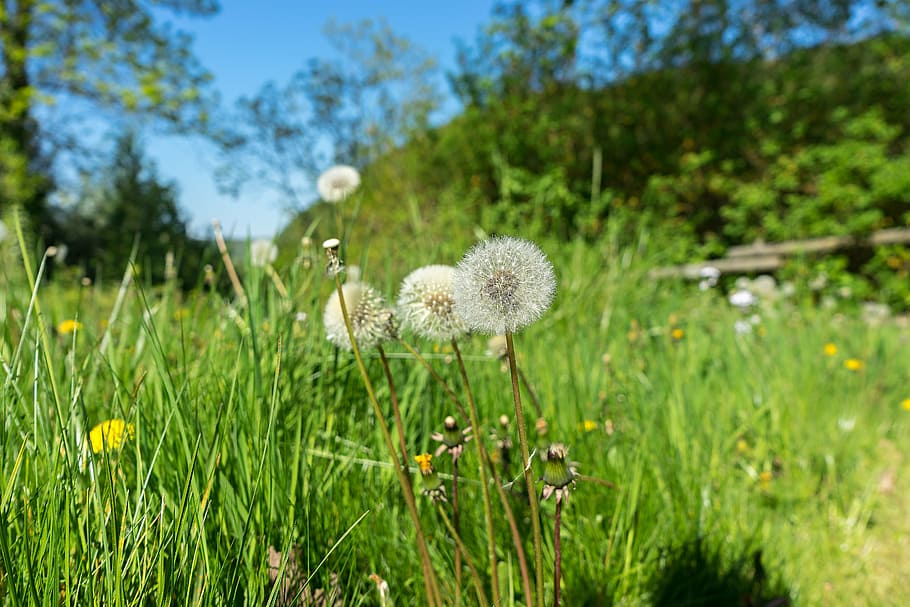 dandelion, nature, flower, spring, seeds, summer, plant, landscape HD wallpaper