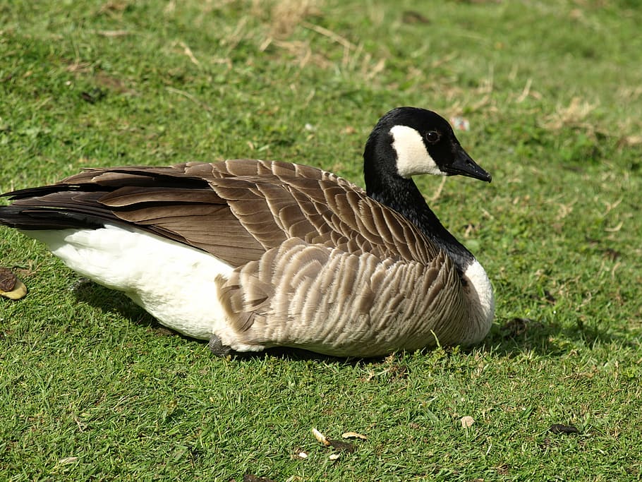 sea goose, bird, nature, branta, canada Goose, animal, wildlife, HD wallpaper