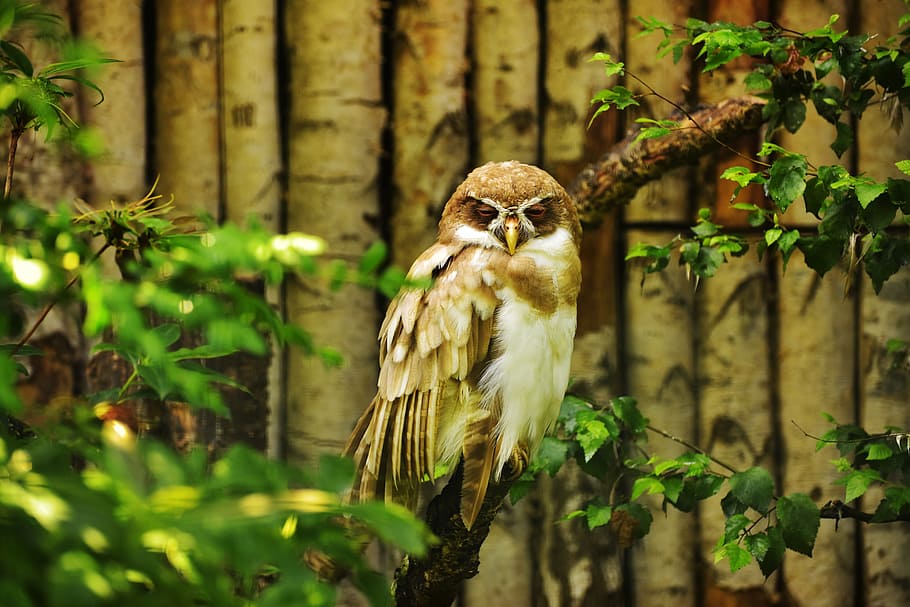 Owl, Bird, Feather, Cute, Plumage, animal world, bill, nature HD wallpaper
