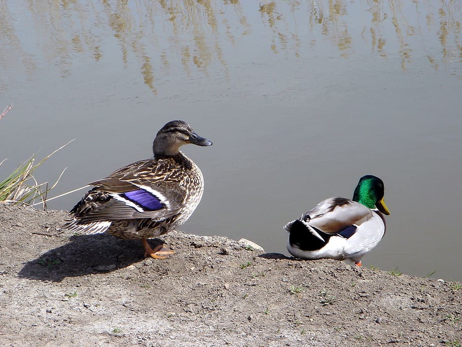 spring, bird, duck, water, nature, animal wildlife, animal themes HD wallpaper