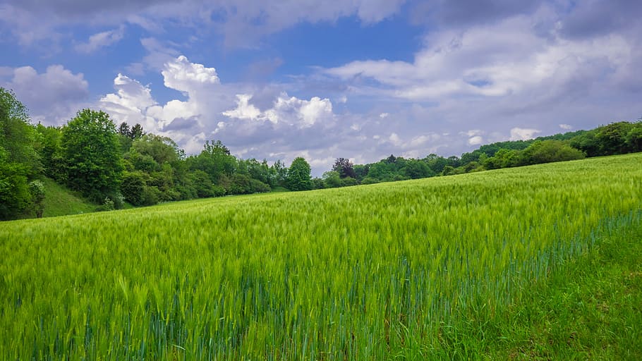 landscape, field, arable, cereals, plant, green color, sky HD wallpaper