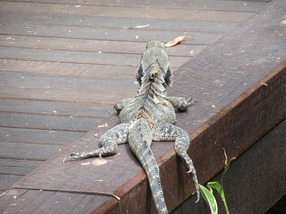 lizard, relax, forest, wood - material, day, metal, high angle view HD wallpaper