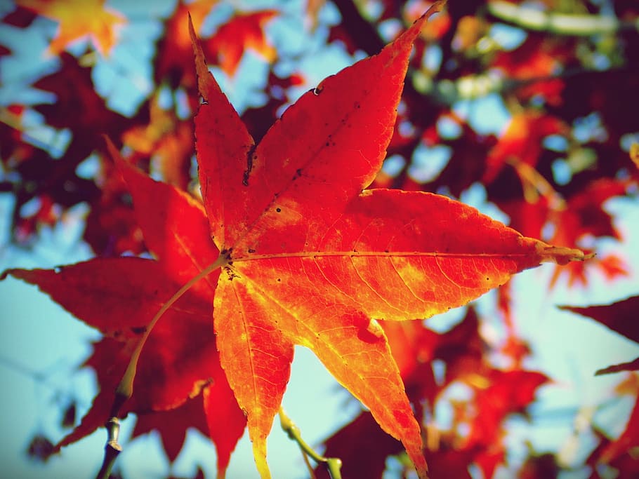 Maple Leaf, Leaves, Tree, Red, Orange, autumn, close-up, outdoors HD wallpaper