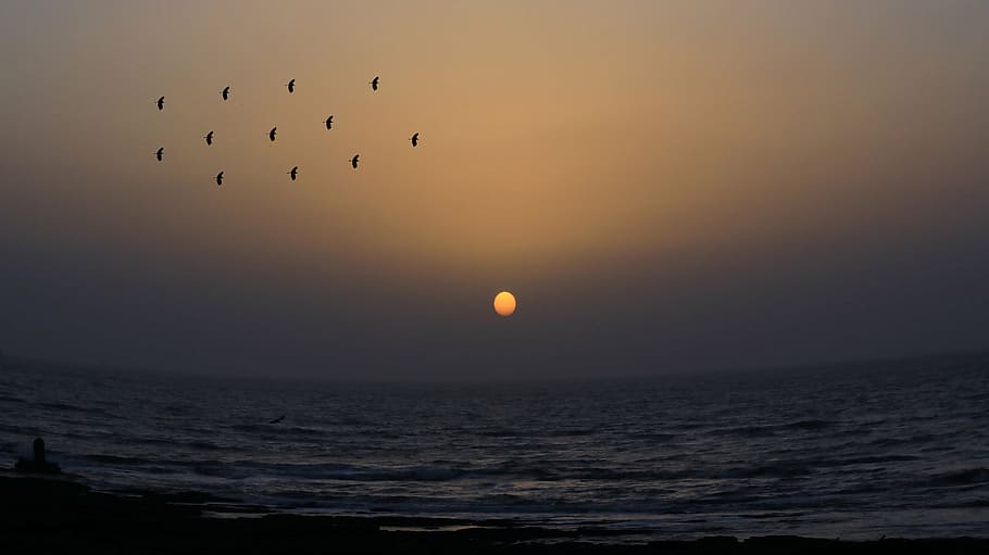 body of water under golden hour, nature, landscape, bird, fly HD wallpaper
