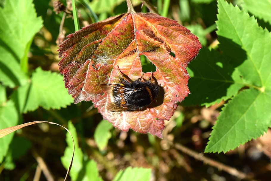 Hummel, Insect, Leaf, Nature, Plant, close, summer, wing, animal HD wallpaper
