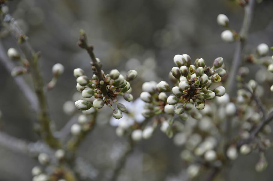 tree, branch, nature, flower, season, flowering, white, growth HD wallpaper
