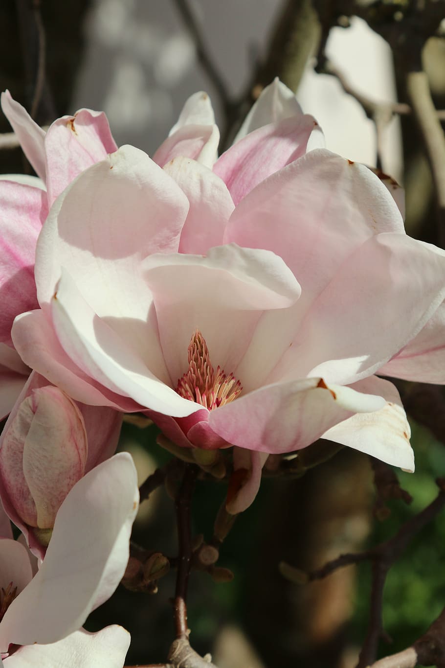 blossom, bloom, tree, magnolia, spring, frühlingsblüher, pink HD wallpaper