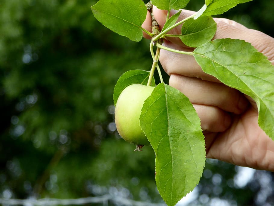 Apple, Hand, Leaves, Vitamins, Keep, fruit, food, delicious HD wallpaper