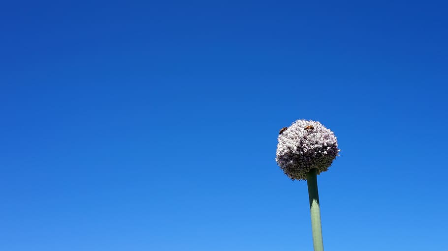 flower, bees, nature, blue, copy space, sky, plant, beauty in nature HD wallpaper