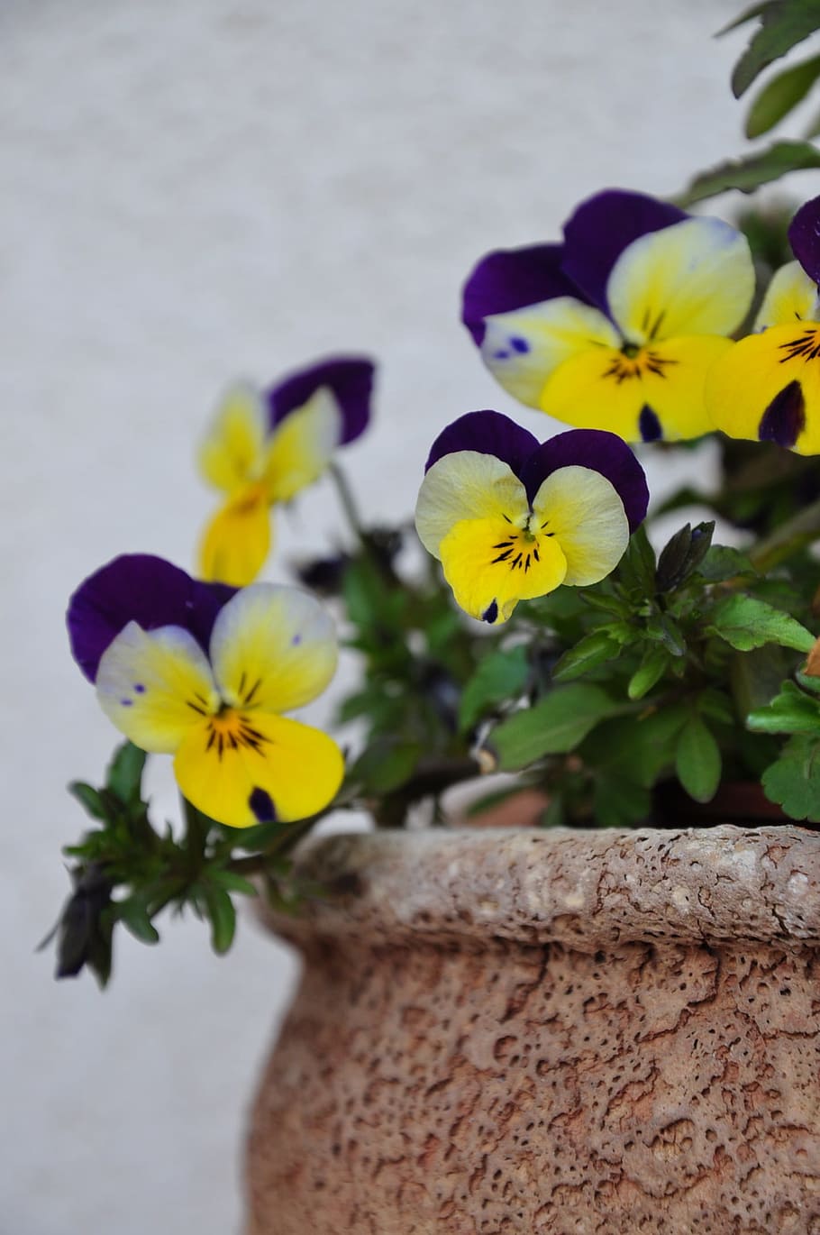 pansy, pot, wall, flowering plant, freshness, yellow, beauty in nature HD wallpaper