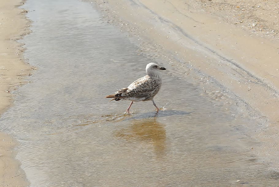 sand, beach, sea, waters, nature, seagull, bird, one animal HD wallpaper