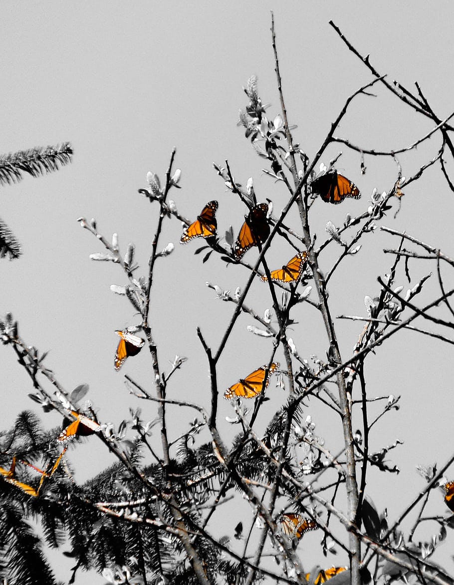 tree, winter, sky, nature, plant, growth, low angle view, branch HD wallpaper