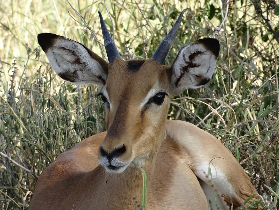 impala, savannah, nap, animal themes, mammal, vertebrate, plant HD wallpaper