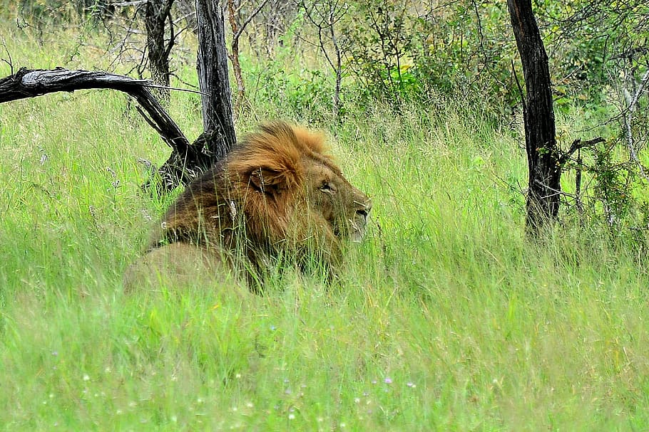 lion, kruger national park, south africa, plant, tree, animal themes, HD wallpaper