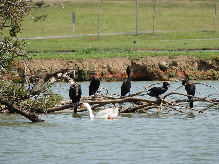 Water, Bird, Tree, Grass, animals in the wild, animal wildlife HD wallpaper