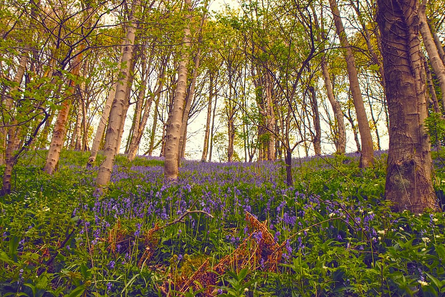 environment, blue, nature, tree, landscape, green, outdoor HD wallpaper