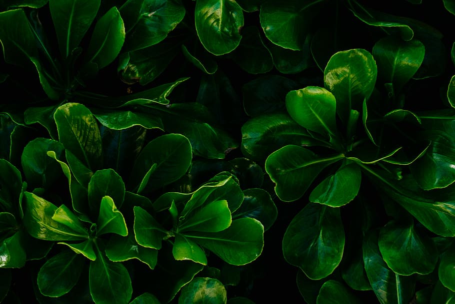 green leafed plant, closeup green plants, tree, bush, greenery HD wallpaper