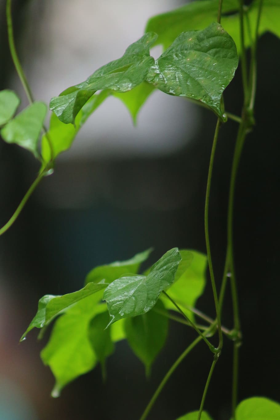 nature, beautiful, nice, leaf, plant part, growth, green color HD wallpaper