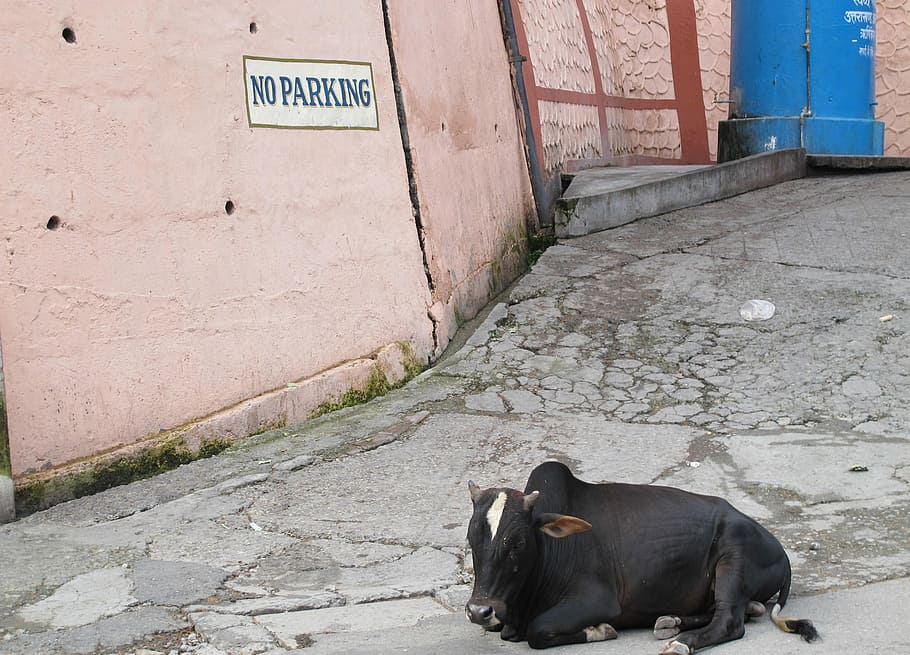 black cattle lying on gray floor, India, Holy Cow, Religion, No Parking, HD wallpaper