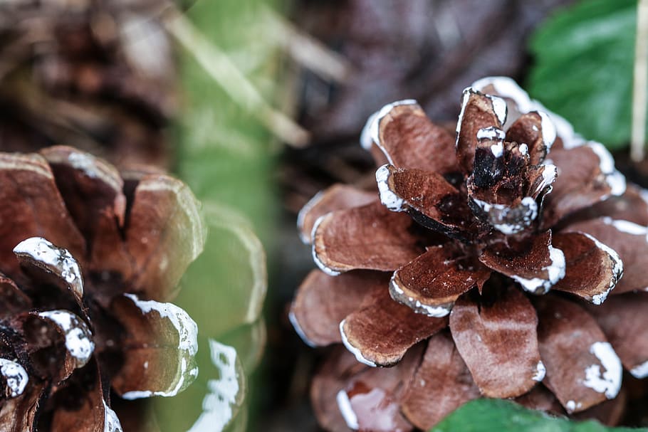 pinecone, nature, macro, food and drink, close-up, plant, focus on foreground HD wallpaper