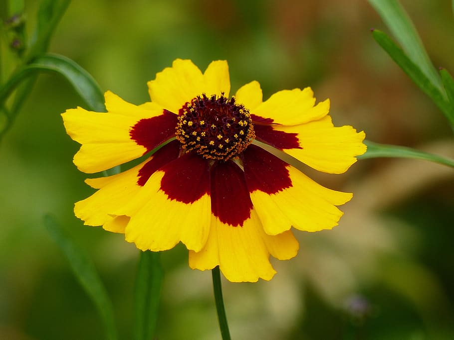 flower, stem, green, yellow, brown, summer, garden, flowering plant HD wallpaper
