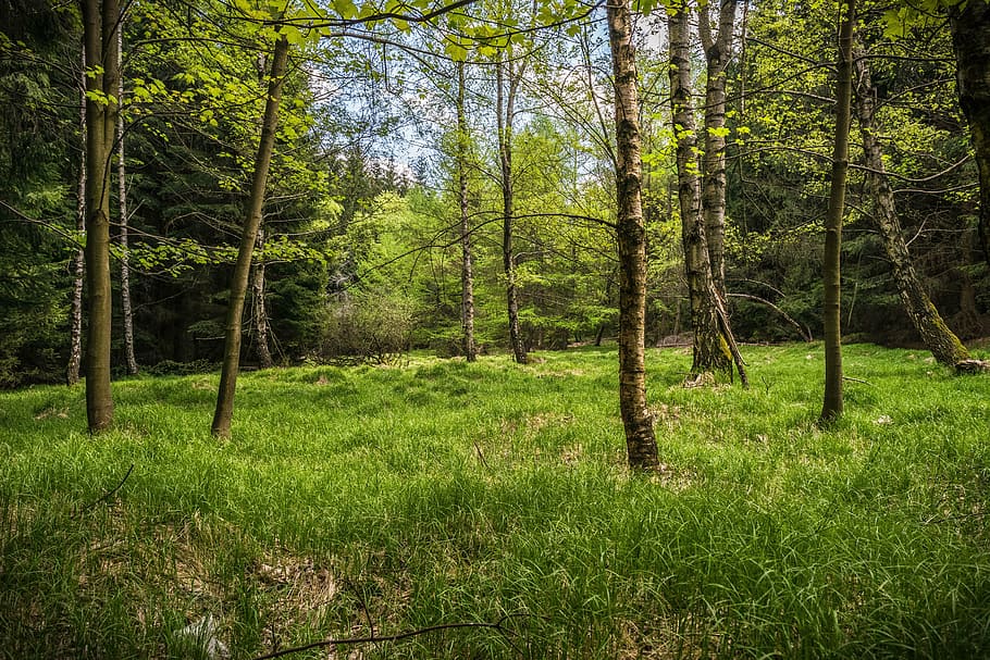 green grass field, meadow, glade, forest, spring, hiking, nature HD wallpaper
