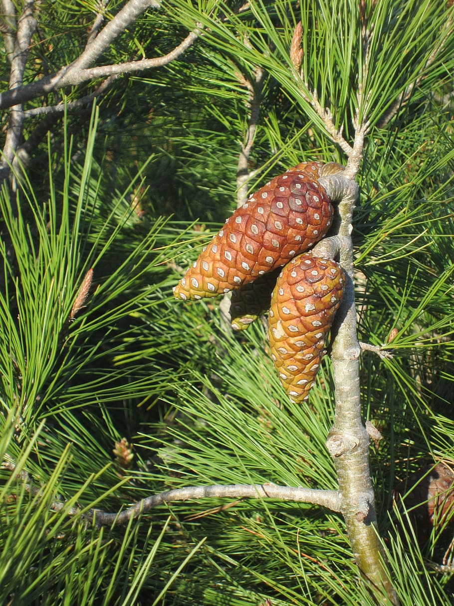 plant, pine, pine cone, tree, nature, fir, evergreen, branch HD wallpaper