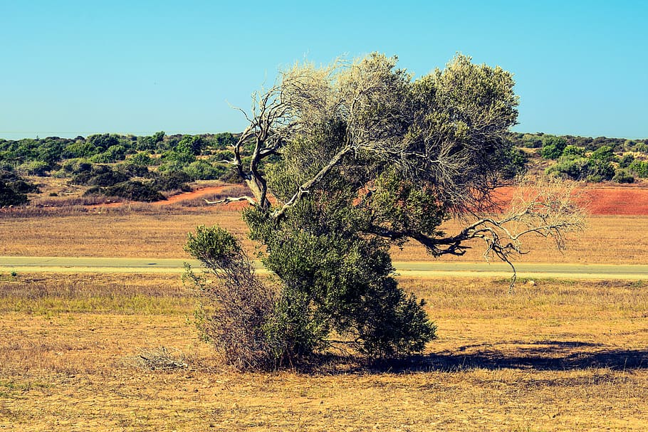 Tree, Meadow, Landscape, Nature, Rural, countryside, summer HD wallpaper